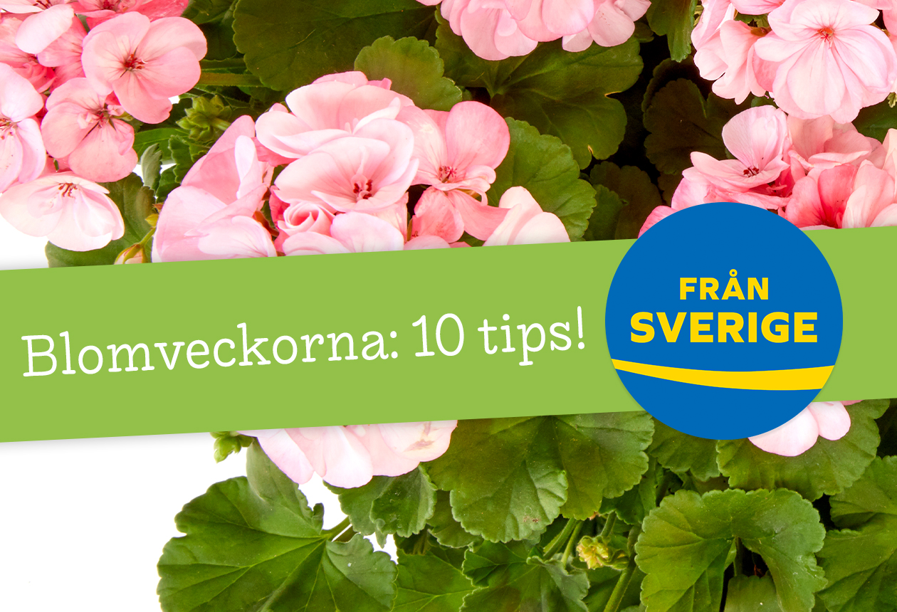 10 tips inför Blomveckorna Från Sverige! För dig som märker med Från Sverige-märkningen eller har Från Sverige-märkt i sortimentet är de två Blomveckorna ett utmärkt tillfälle att skylta, exponera, kommunicera och på andra sätt lyfta märkta produkter i butik, e-handel, media och egna kanaler lite extra. Alla tips passar inte alla, men det finns något tips för alla!