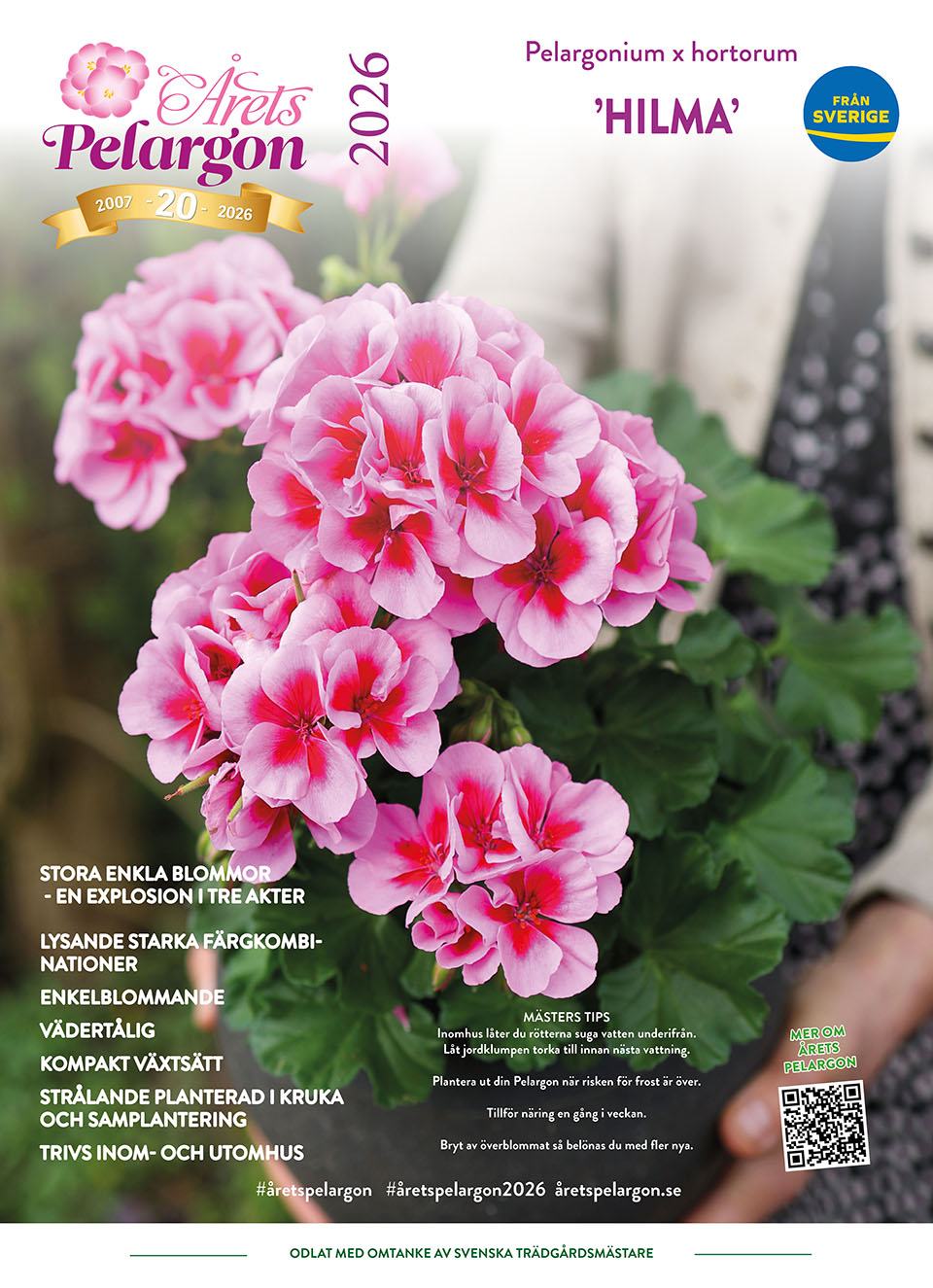 960 Årets Pelargon 2026 MG