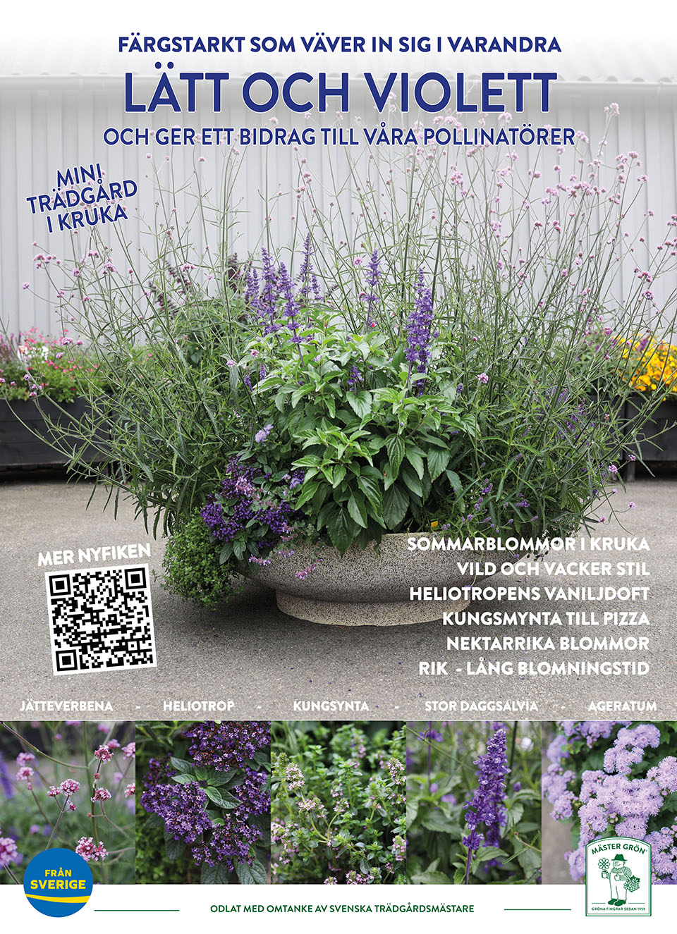 Miniträdgård I Kruka Lätt Och Violett 960