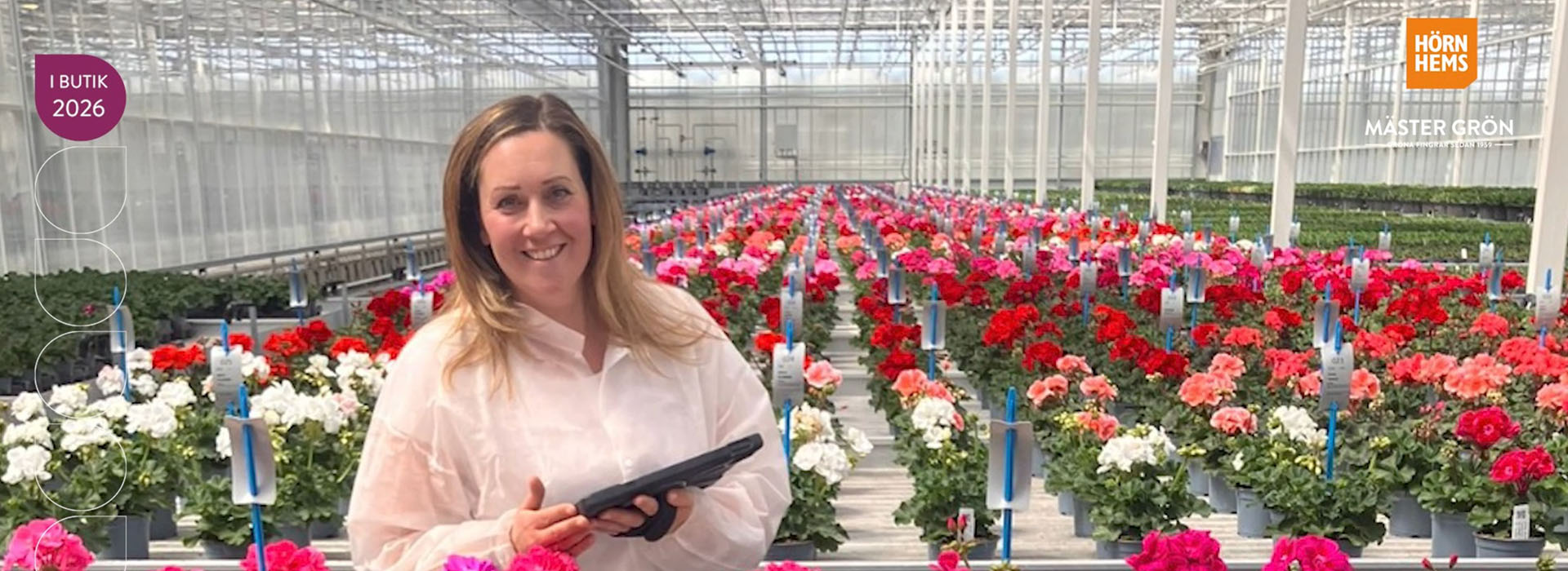 En Pelargon blir till - följ med på resan - från 2018 när arbetet med att selektera fram en ny sort av Pelargon till 2026 när vi presenterar 'Hilma'