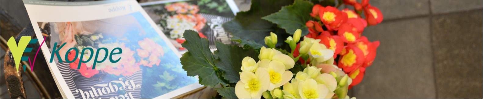 Koppe Begonia