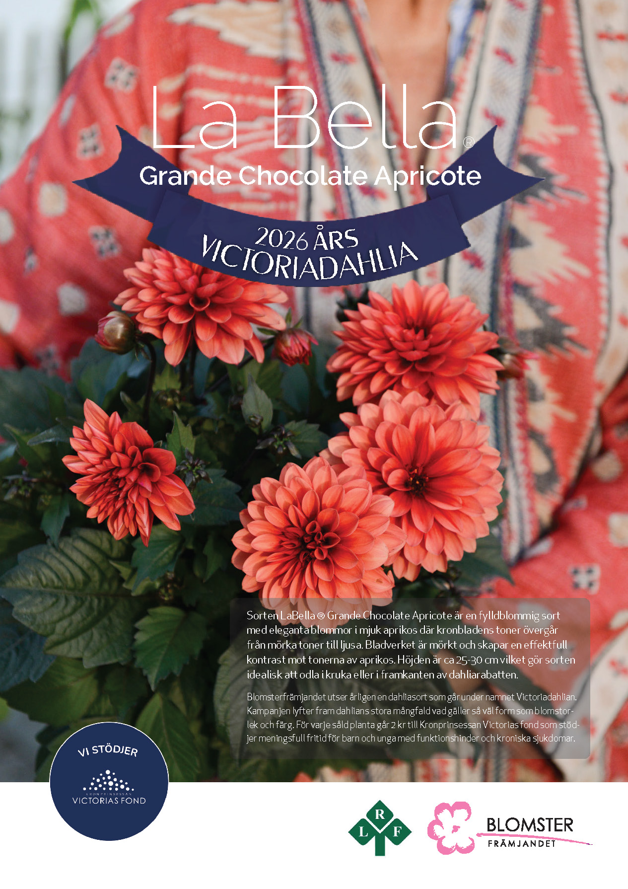 Årets Dahlia 2026 A