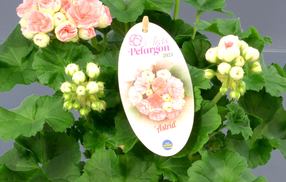 Det är här du hittar den - Inte Årets Pelargon utan den miljövänliga och stilbildande etiketten som nyttjas på många svenskodlade prydnadsväxter
