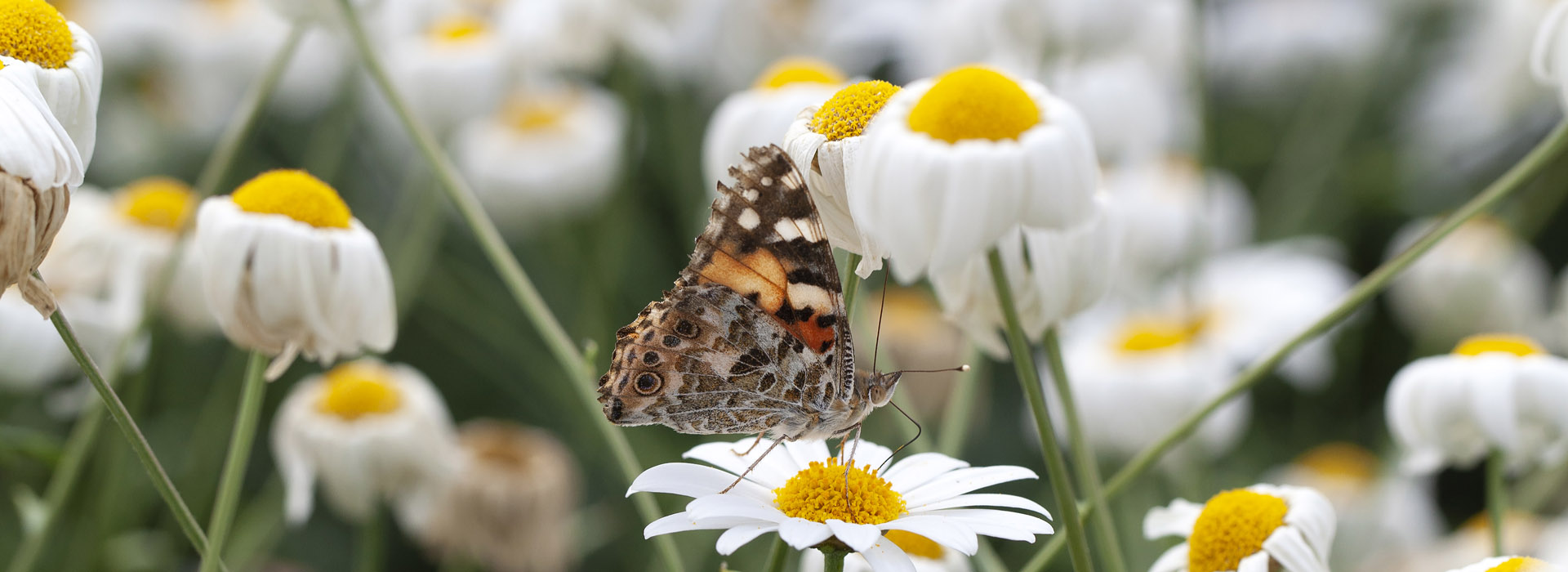Målsökande insekter, svampar och rovkvalster - det är Biologiskt Växtskydd, som bereder plats för vackra fjärilar, och nyttiga bin.