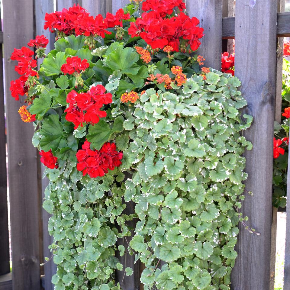 En brokbladig jordreva med röda blommor och grön blad